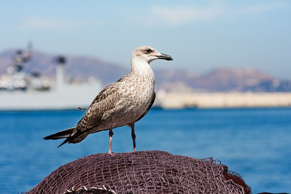 Qual è il metodo più sicuro per installare una rete anti uccelli in un piccolo frutteto urbano?